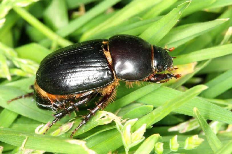 Black Beetle | Insect Control | Bayer Crop Science New Zealand