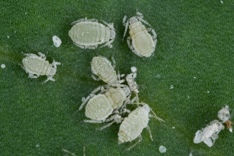 Cabbage Aphids