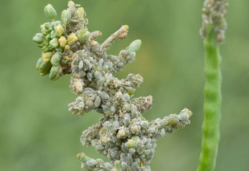 Cabbage Aphids - Oil Seed Rape Damage