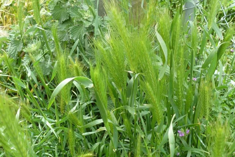 Barley Grass Weed Control Bayer Crop Science New Zealand