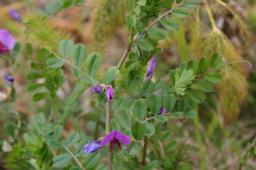 Field Madder | Weed Control | Bayer Crop Science New Zealand