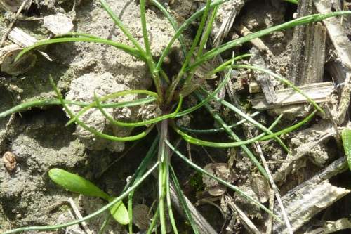 Field Madder | Weed Control | Bayer Crop Science New Zealand